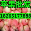 山東美八蘋果價格行情