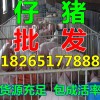近日山東優(yōu)良三元豬仔豬苗最新價(jià)格