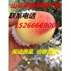 山東蘋果種植基地 山東蘋果 蘋果批發(fā) 蘋果價(jià)格 紅富士蘋果