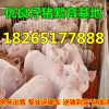 山東優(yōu)良外三元豬仔豬苗最新價(jià)格