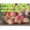 山東臨沂美八蘋果嘎啦蘋果大量供應