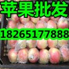 【山東現(xiàn)在優(yōu)質(zhì)嘎拉蘋果價格行情】