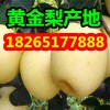 【今天山東優(yōu)質(zhì)黃金梨多錢(qián)一斤】