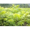 專業供應薄殼山核桃*美國薄殼山核桃種苗培育*章豐苗木供