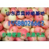 山東嘎啦美八【產(chǎn)地直銷(xiāo)】【價(jià)格便宜】歡迎選購(gòu)