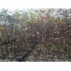 供應(yīng)雪松，樸樹，櫸樹，烏桕，欒樹，香樟，石楠
