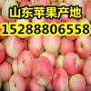 【山東大量批發嘎拉/美八蘋果】