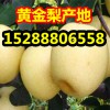 【黃金梨】山東優質黃金梨蘋果價格