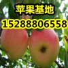 【山東優質嘎拉蘋果產地價格】