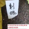 刺槐種子價(jià)格多少錢(qián)一斤-河北批零