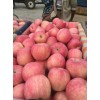 供應金帥美八蘋果價格
