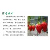 脫毒苗木\青農(nóng)禾科技\脫毒矮化蘋(píng)果苗木