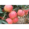 山東美八、嘎啦蘋果產(chǎn)地價格供應(yīng)