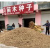 中山五角楓種子元寶楓籽價(jià)格便宜量大供應(yīng)