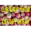 山東蘋果產(chǎn)地銷售價(jià)格