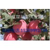 新紅星蘋果批發(fā)-紅星蘋果價(jià)格-紅星蘋果產(chǎn)地
