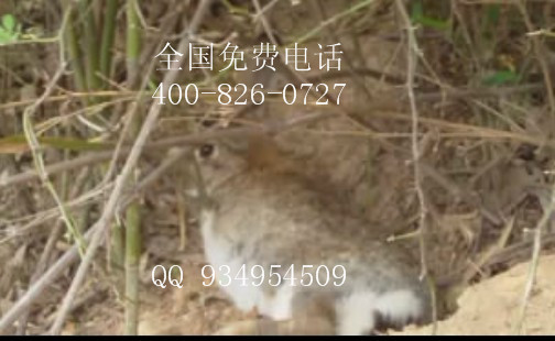 現在養殖什么吃草動物雜交野兔比較好