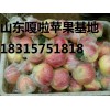 山東嘎啦蘋果種植基地 山東嘎啦蘋果最新批發(fā)價格