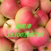 山東美八嘎啦蘋果價格批發(fā)