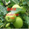 山東紅星金帥蘋果價(jià)格批發(fā)