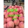 今日山東紅星蘋果價(jià)格供應(yīng)