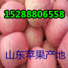 山東蘋果價(jià)格 紅星紅將軍蘋果批發(fā)價(jià)格