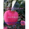 今日供應(yīng)山東紅星金帥蘋果價格