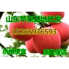 山東臨沂新鮮蘋果{保證質量}