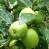 濰坊黃金帥多少錢(qián)？瓜果蔬菜告訴你價(jià)格