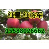 山東紙膜袋【紅星】【紅將軍】蘋(píng)果上市。產(chǎn)地直銷(xiāo)