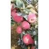 今日山東省優質紅星蘋果產地價格