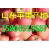 山東蘋果產地批發紅星蘋果價格