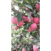 山東省今日有種紅星蘋果產地銷售
