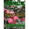 中秋禮品果優(yōu)選山東紙膜袋【紅星】【紅將軍】蘋(píng)果