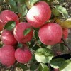 山東紅星金帥紅將軍蘋果大量上市產地直銷貨源充足質優價廉