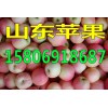 紅將軍蘋果產(chǎn)地供應(yīng)價(jià)格