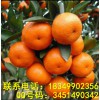 湖南柑橘苗價格，湖南柑橘苗種植技術，湖南柑橘苗管理