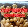 15244340111生姜基地大量供應