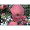 山東紅星優質蘋果今日報價