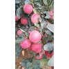 紅星山東批發(fā)行情，紅將軍產(chǎn)地今日價格