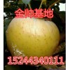 15244340111大量優質黃元帥蘋果基地直供
