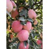 山東紅星金帥紅將軍紅富士蘋果現已上市質優價廉產地直銷