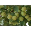 內(nèi)江核桃苗批發(fā)價(jià)格|四川內(nèi)江核桃苗|簡陽市仁禾苗木