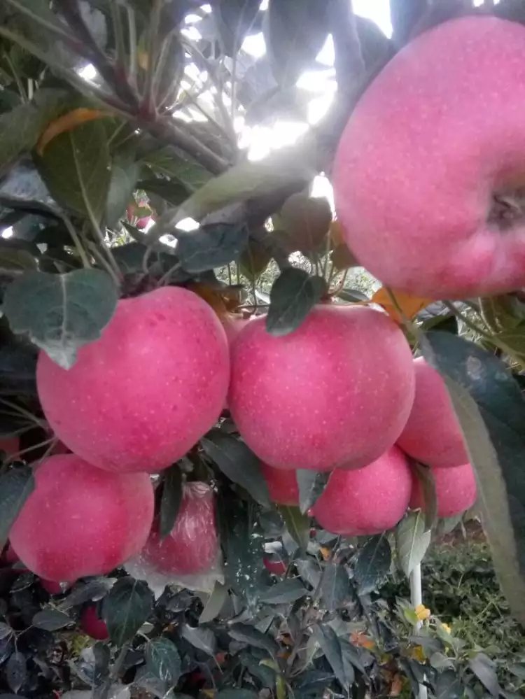 山東紅富士供應紅富士價格