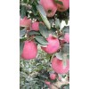 今日山東紅將軍蘋果基地大量批發價格