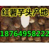 供應紅薯批發多少錢 山東芋頭產地價格