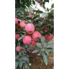 山東省大量優質紅星蘋果基地供應