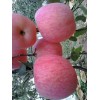 紅富士蘋(píng)果批發(fā)價(jià)格產(chǎn)地報(bào)價(jià)