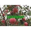 今日山東優(yōu)質(zhì)紅富士蘋果大量供應(yīng)