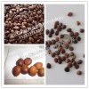皂角種子報價專業(yè)皂角種子-河北億利達(dá)種業(yè)